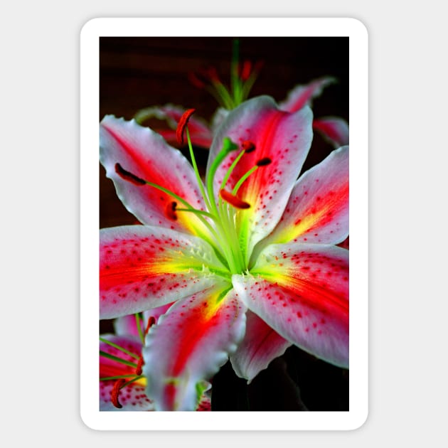 Pink Lily Lilium Herbaceous Flowering Plants Sticker by AndyEvansPhotos